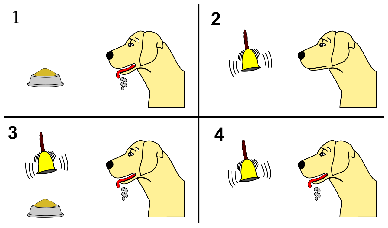 Klassieke conditionering: een hond kwijlt als ze eten ziet (1) maar niet als een bel klinkt (2); door herhaaldelijk het eten en de bel tegelijk aan te bieden (3) worden deze gekoppeld, zodat de hond na verloop van tijd eten verwacht en gaat kwijlen als de bel rinkelt (4).